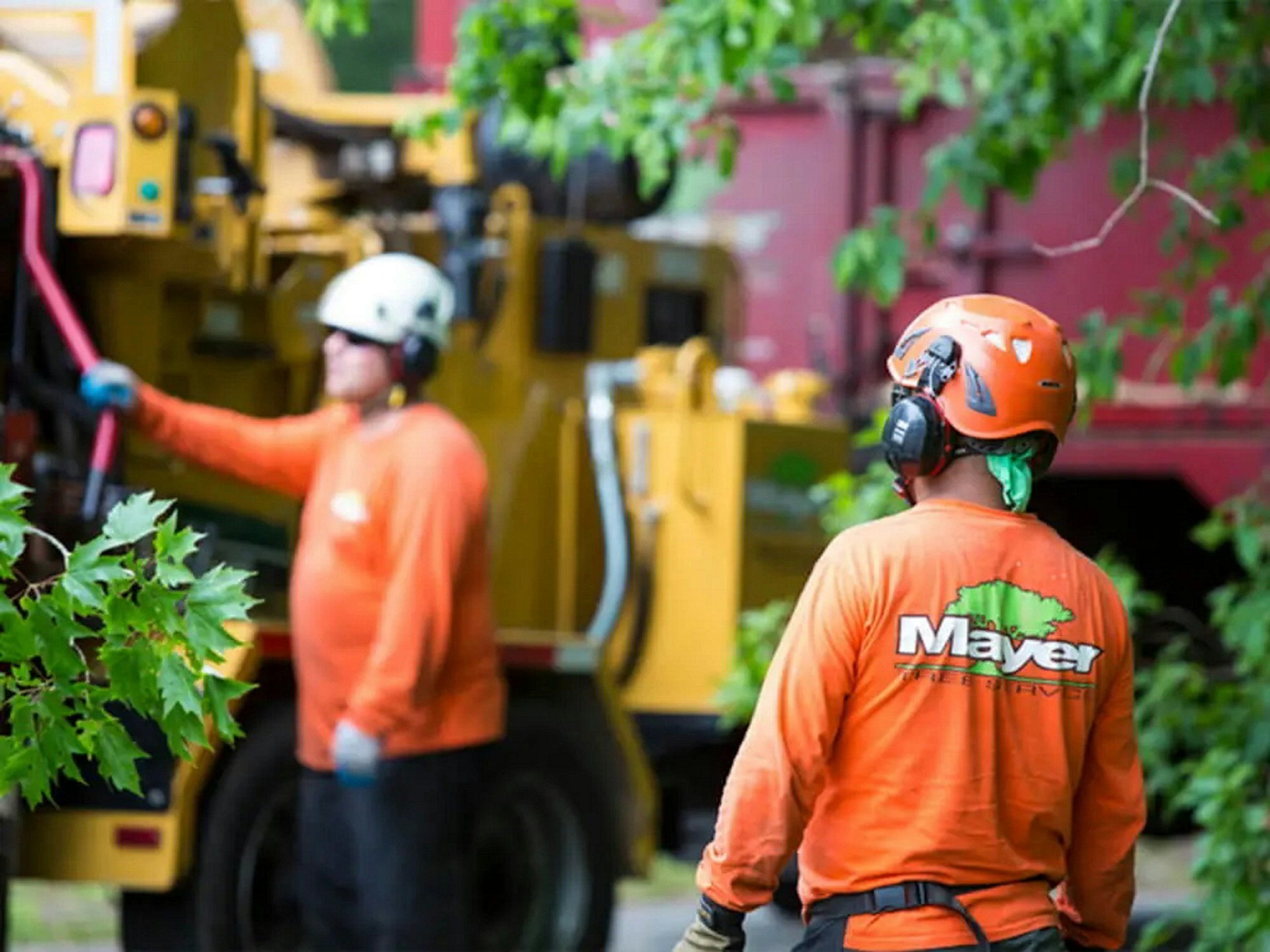 Top 5 Tree Service Companies in Nassau County, FL
