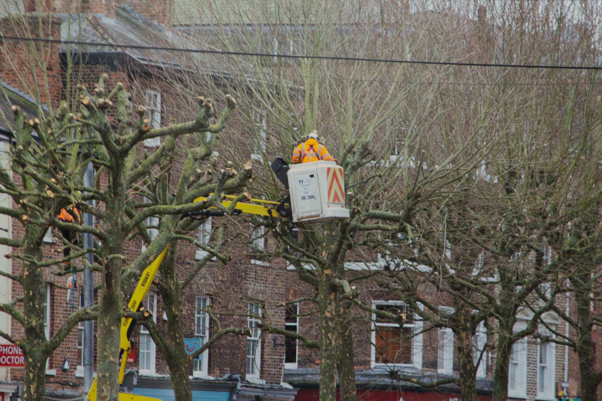 How GE Tree Service Addresses Petersburg’s Most Common Tree Issues