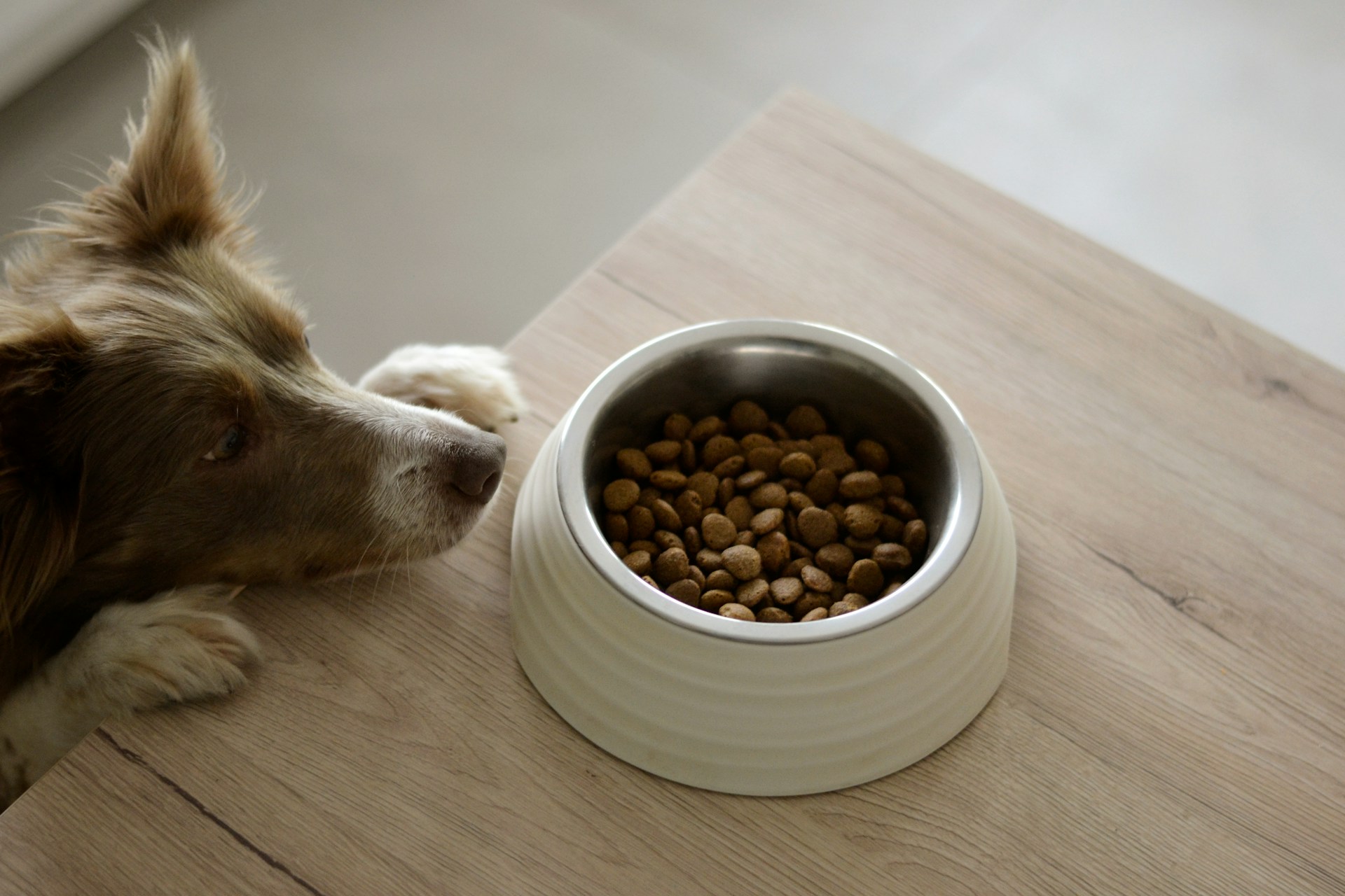 Best Premium Dry Dog Food in 2026: Vet-Reviewed Brands & Ingredients Compared